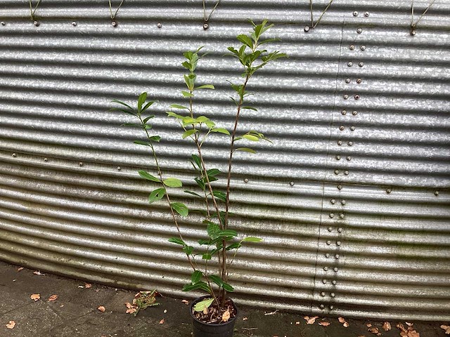 Haagplanten - laurier (x20 - afbeelding 1 van  2