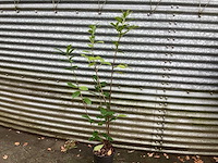 Haagplanten - laurier (x20) - afbeelding 1 van  2