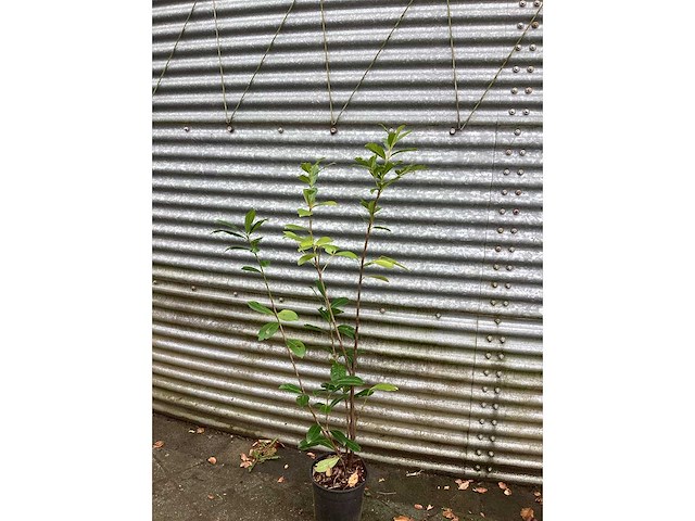 Haagplanten - laurier (x20) - afbeelding 2 van  2