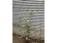 Haagplanten - laurier (x20) - afbeelding 2 van  2