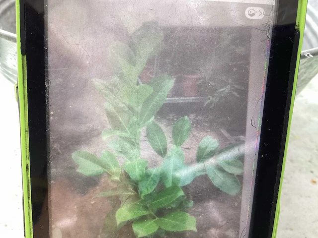 Haagplanten - laurier (x20) - afbeelding 1 van  1