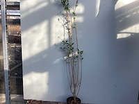 Haagplanten - ligustrum 100-125 (x100) - afbeelding 1 van  2