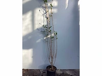 Haagplanten - ligustrum 100-125 (x100) - afbeelding 2 van  2