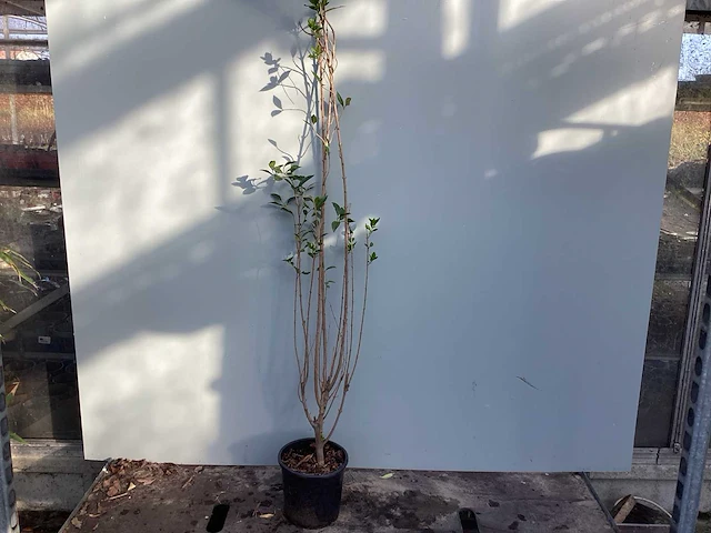 Haagplanten - ligustrum 100-125 (x200) - afbeelding 1 van  2