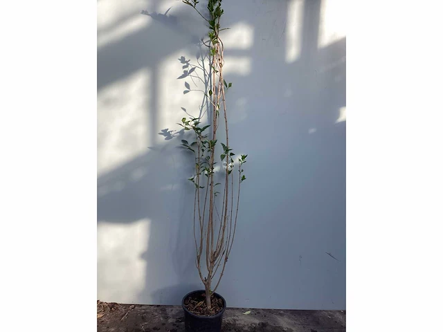 Haagplanten - ligustrum 100-125 (x200) - afbeelding 2 van  2