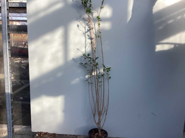 Haagplanten - ligustrum (x100) - afbeelding 1 van  2