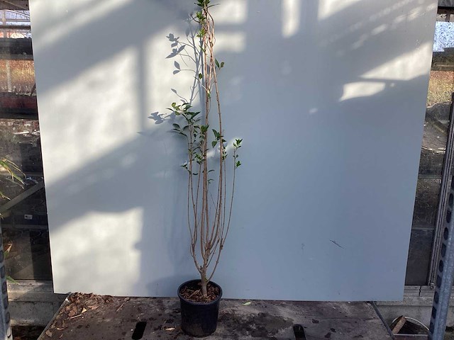 Haagplanten - ligustrum (x200) - afbeelding 1 van  2