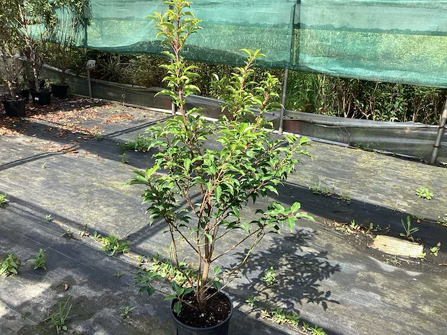 Haagplanten - prunus lucitanica 140-160 (x30) - afbeelding 1 van  2