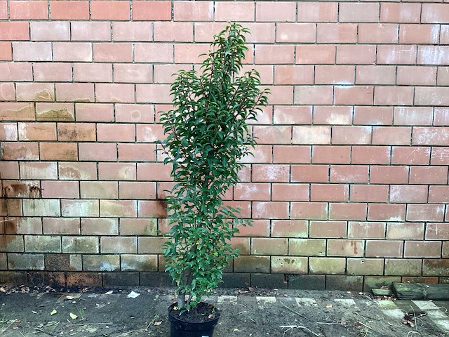 Haagplanten - prunus lucitanica (x20) - afbeelding 1 van  2