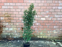 Haagplanten - prunus lucitanica (x20) - afbeelding 1 van  2