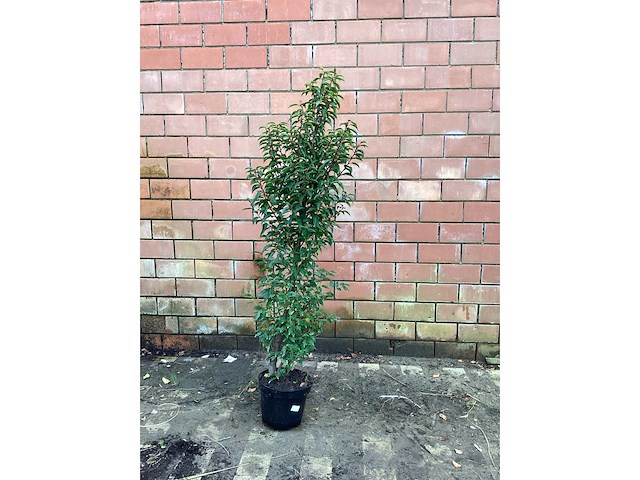 Haagplanten - prunus lucitanica (x20) - afbeelding 1 van  2