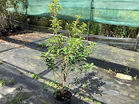 Haagplanten - prunus lucitanica (x30) - afbeelding 1 van  2