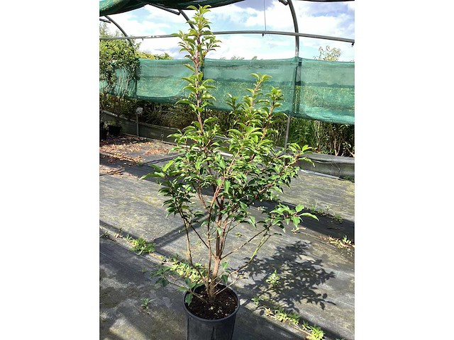 Haagplanten - prunus lucitanica (x30) - afbeelding 1 van  1