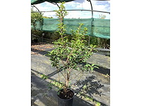 Haagplanten - prunus lucitanica (x30) - afbeelding 1 van  1