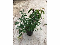 Haagplanten - prunus lucitanica (x60)