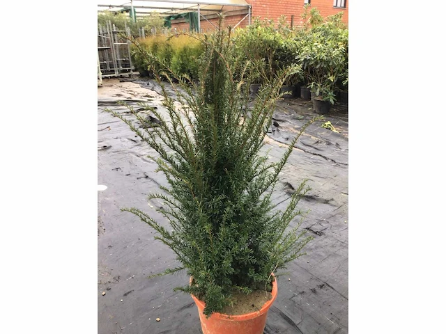 Haagplanten - taxus (x30) - afbeelding 1 van  1