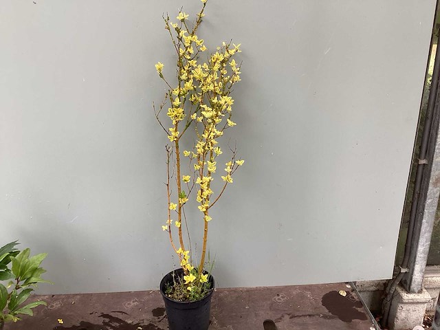 Haagplanten ‘: ligustrum geel (100) - afbeelding 1 van  2