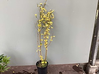 Haagplanten ‘: ligustrum geel (100) - afbeelding 1 van  2