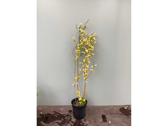 Haagplanten ‘: ligustrum geel (100) - afbeelding 2 van  2
