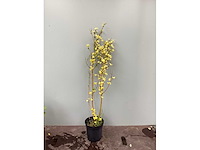 Haagplanten ‘: ligustrum geel (100) - afbeelding 2 van  2
