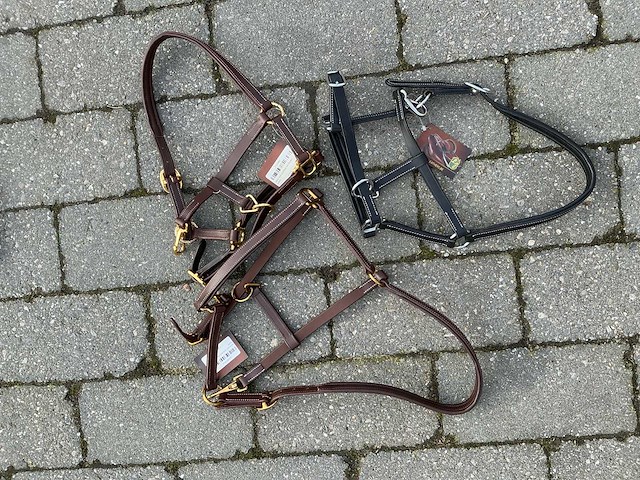 Halster veulens (3x) - afbeelding 1 van  5