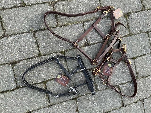 Halster veulens (3x) - afbeelding 5 van  5