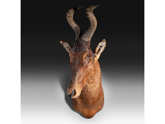 Hartebeest (alcelaphus buselaphus) shoulder mount, taxidermy trophy, h 115 cm - afbeelding 1 van  3