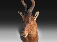 Hartebeest (alcelaphus buselaphus) shoulder mount, taxidermy trophy, h 115 cm