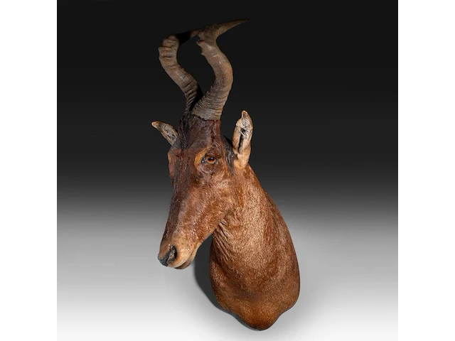 Hartebeest (alcelaphus buselaphus) shoulder mount, taxidermy trophy, h 115 cm - afbeelding 2 van  3