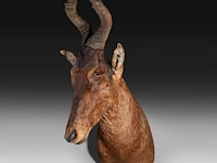 Hartebeest (alcelaphus buselaphus) shoulder mount, taxidermy trophy, h 115 cm - afbeelding 2 van  3