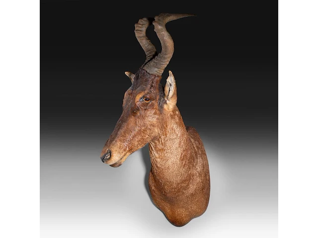 Hartebeest (alcelaphus buselaphus) shoulder mount, taxidermy trophy, h 115 cm - afbeelding 3 van  3