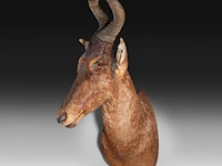 Hartebeest (alcelaphus buselaphus) shoulder mount, taxidermy trophy, h 115 cm - afbeelding 3 van  3