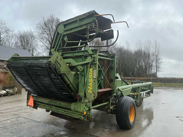 Hassia uienrooier - afbeelding 11 van  15