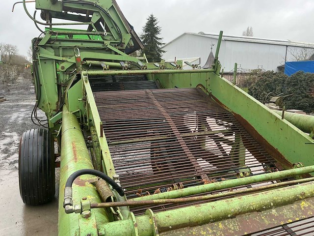 Hassia uienrooier - afbeelding 3 van  15