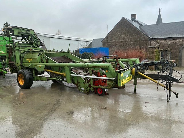 Hassia uienrooier - afbeelding 10 van  15