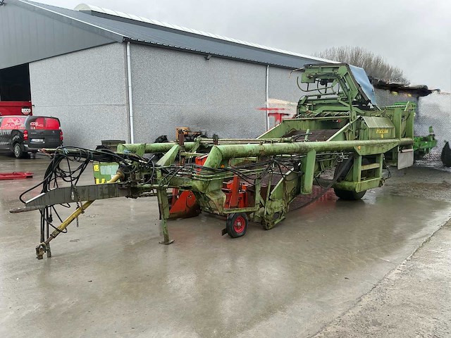 Hassia uienrooier - afbeelding 7 van  15