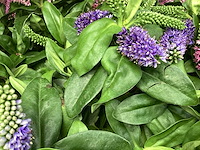 Hebe roos en blauw (80) - afbeelding 2 van  2