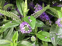 Hebe(50) - afbeelding 1 van  2