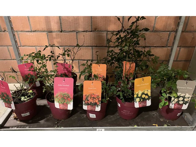 Heesters - afbeelding 1 van  4