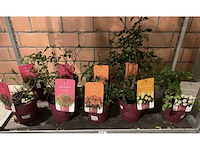 Heesters - afbeelding 1 van  4