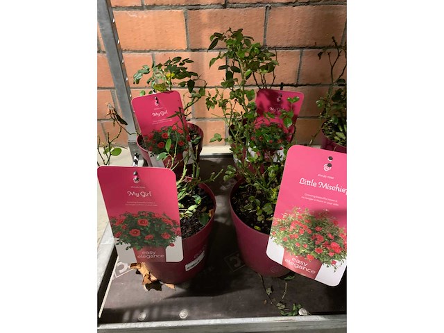 Heesters - afbeelding 2 van  4