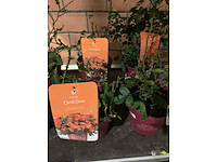 Heesters - afbeelding 3 van  4