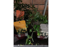 Heesters - afbeelding 4 van  4