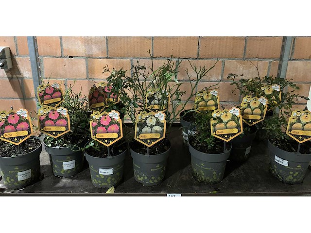 Heesters - afbeelding 1 van  4