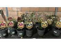 Heesters - afbeelding 1 van  4