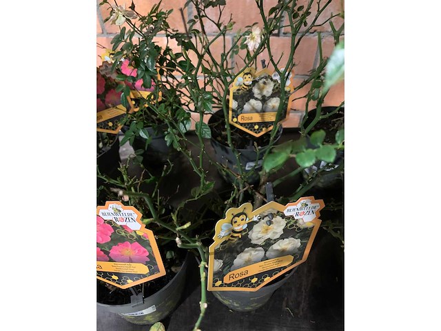 Heesters - afbeelding 3 van  4