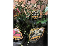 Heesters - afbeelding 3 van  4