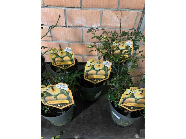 Heesters - afbeelding 4 van  4