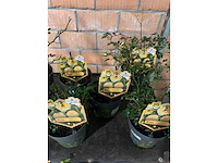 Heesters - afbeelding 4 van  4