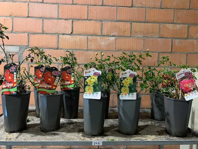 Heesters - afbeelding 1 van  4